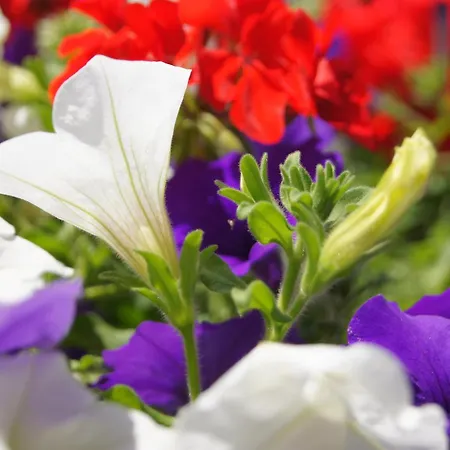 比洛维茨公寓 公寓 Kössen