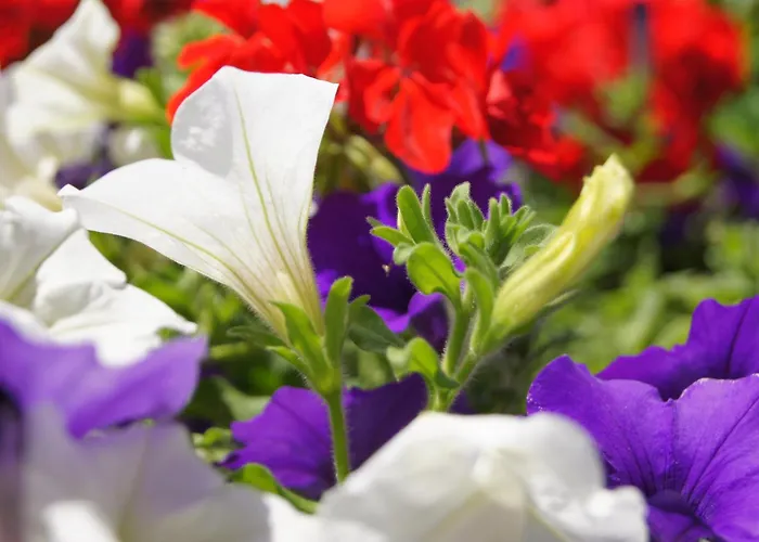 Billovits Apartment Kossen